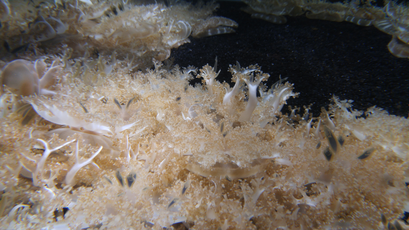 Illustration for article titled National Aquarium Photodump